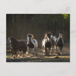 Postal de manada de Gypsy Vanner
