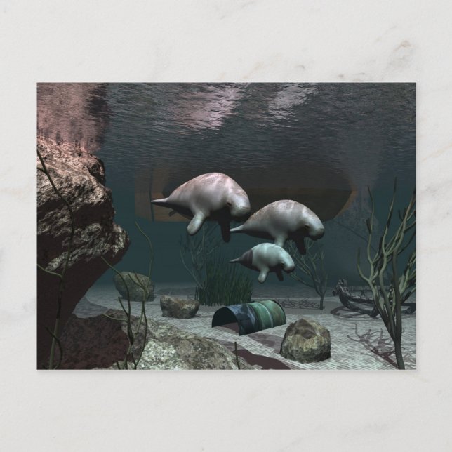 Postal de Manatee (Anverso)