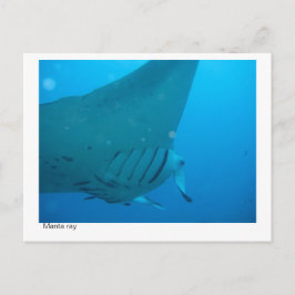 postal de manta ray - 02