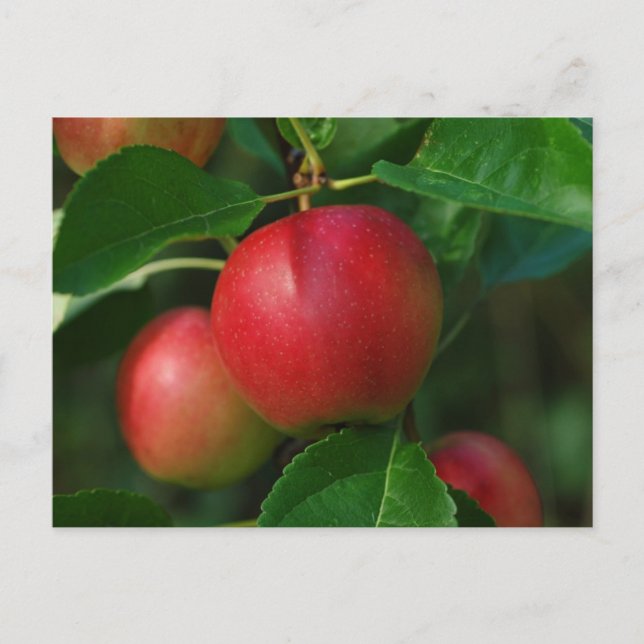 postal de manzanas sumadas (Anverso)