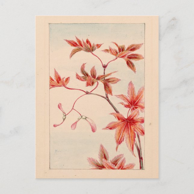 Postal de máple rojo (Anverso)