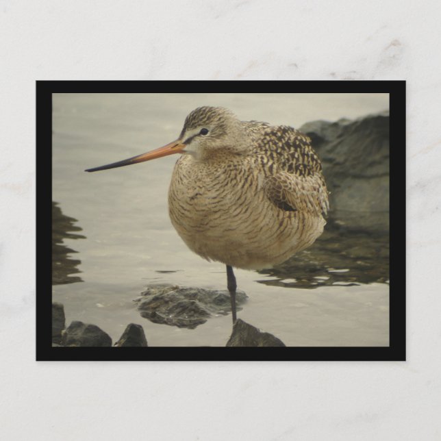 Postal de Marble Godwit (Anverso)
