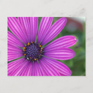 Postal de margarita púrpura