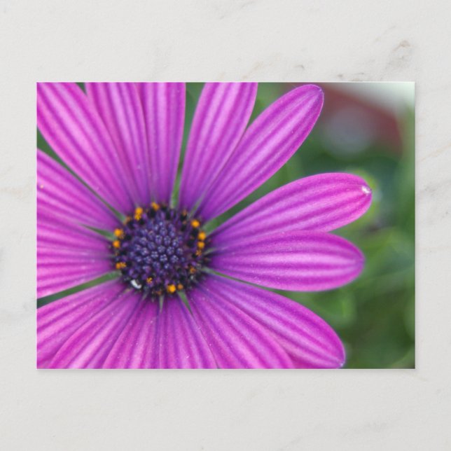 Postal de margarita púrpura (Anverso)