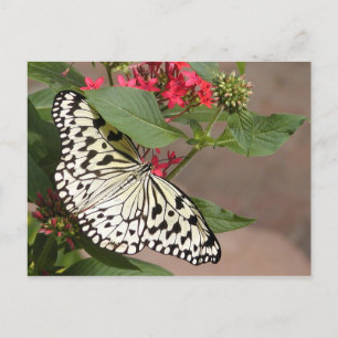 postal de mariposa