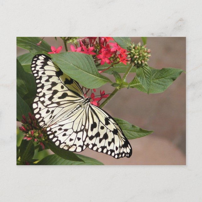postal de mariposa (Anverso)