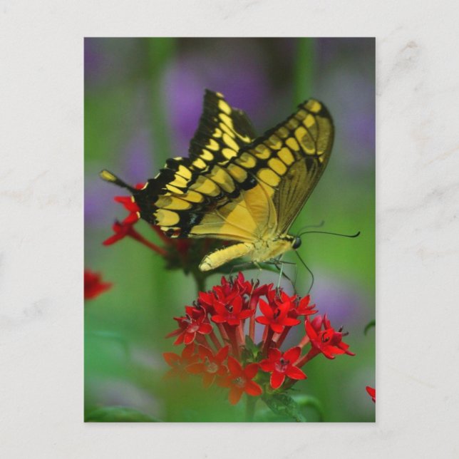 postal de mariposa (Anverso)