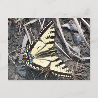 postal de mariposa