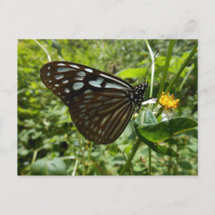 postal de mariposa azul