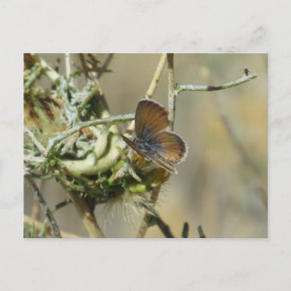 Postal de mariposa azul Pygmy occidental