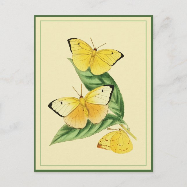 Postal de mariposa de Colias Statira (Anverso)