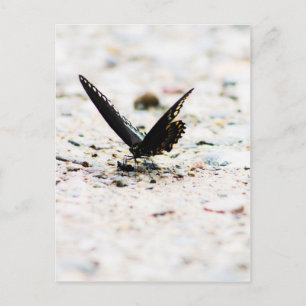 Postal de mariposa de Spicebush