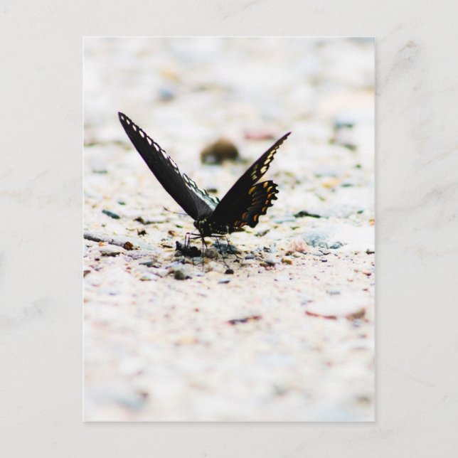 Postal de mariposa de Spicebush (Anverso)