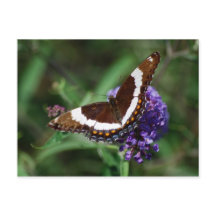 Postal de mariposa del almirante blanco