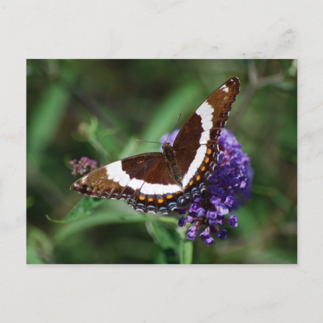 Postal de mariposa del almirante blanco (Anverso)