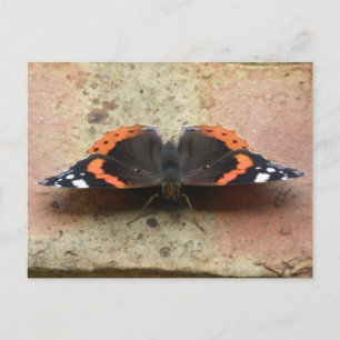 Postal de mariposa del Almirante Rojo