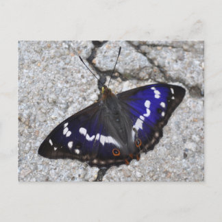 Postal de mariposa del emperador púrpura