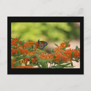 Postal de mariposa monarca