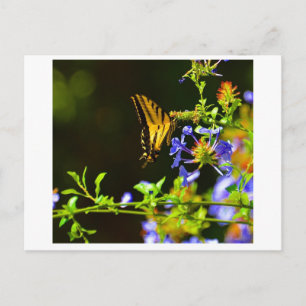 Postal de mariposa monarca