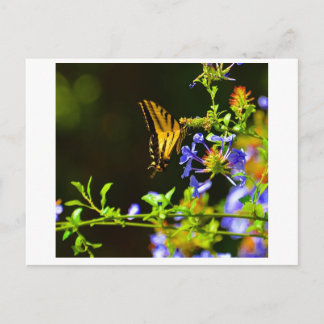 Postal de mariposa monarca