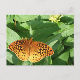 Postal de mariposa naranja