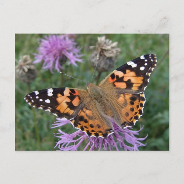 Postal de mariposa naranja (Anverso)