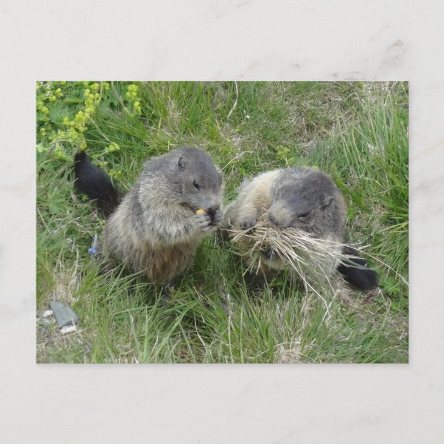 postal de Marmots (Anverso)