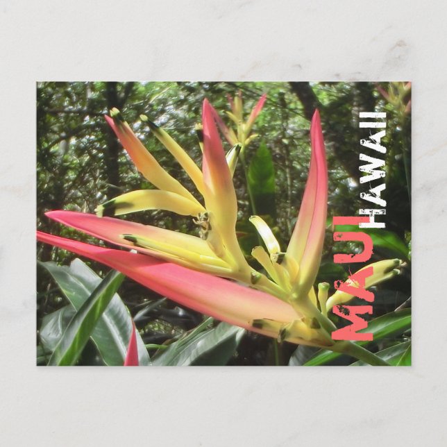 postal de Maui Hawaii (Anverso)