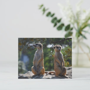 postal de Meercat