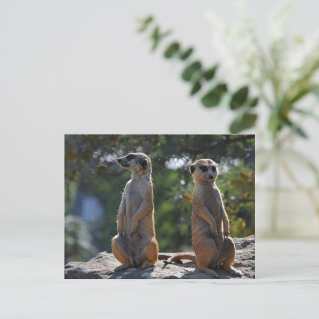 postal de Meercat (Anverso de pie)