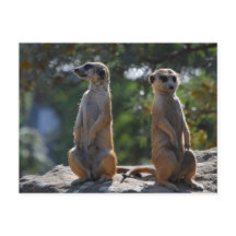 postal de Meercat