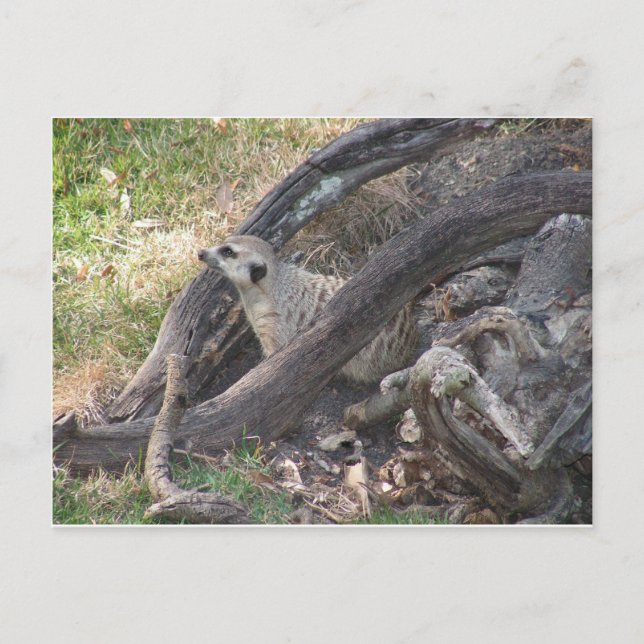 postal de Meerkat (Anverso)