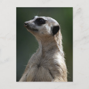 Postal de Meerkat