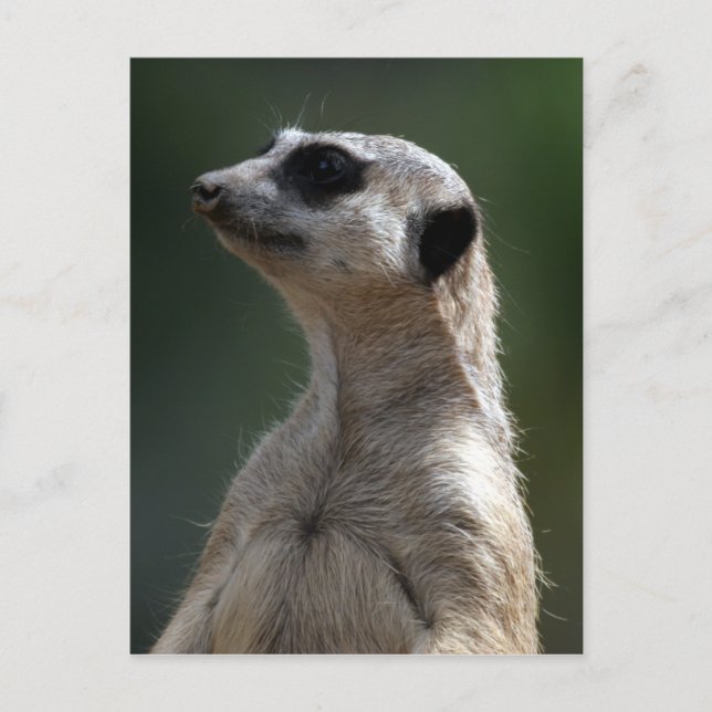 Postal de Meerkat (Anverso)