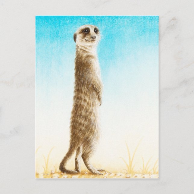 Postal de Meerkat (Anverso)