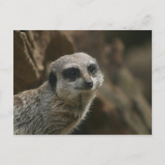 Postal de Meerkat