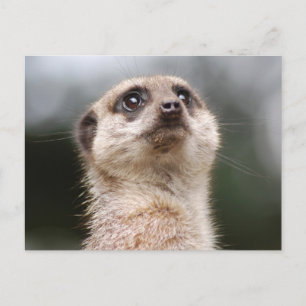 Postal de Meerkat