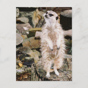 Postal de Meerkat