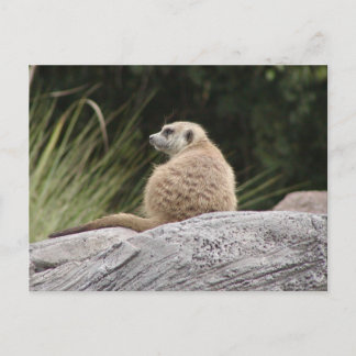 Postal de Meerkat