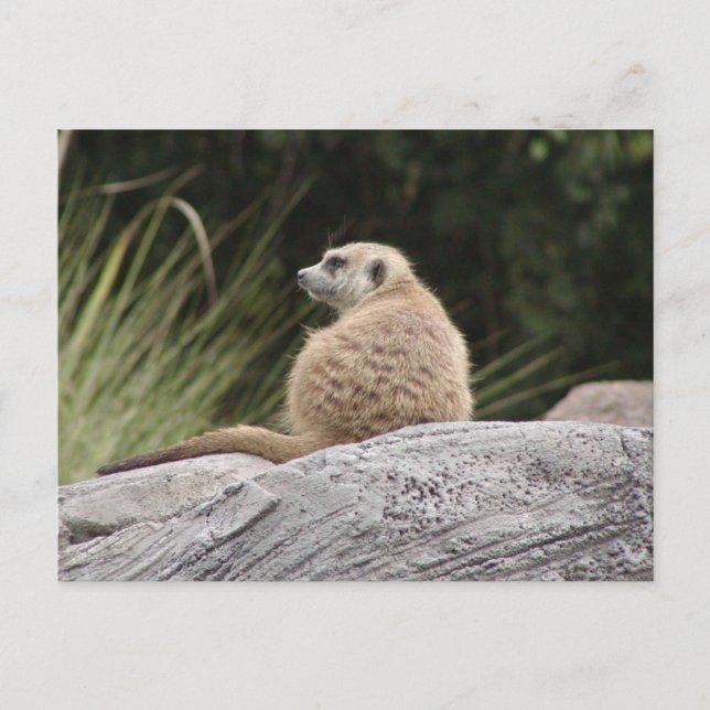 Postal de Meerkat (Anverso)