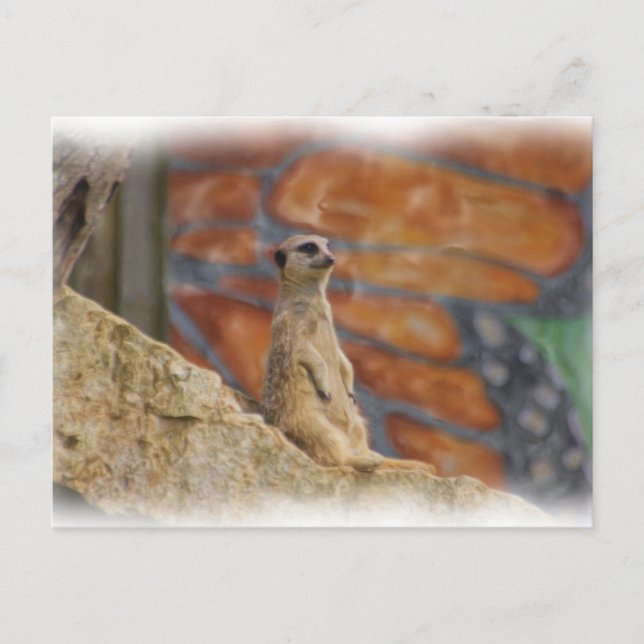 Postal de Meerkat (Anverso)