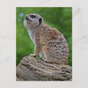 Postal de Meerkat Bokeh