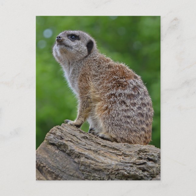 Postal de Meerkat Bokeh (Anverso)