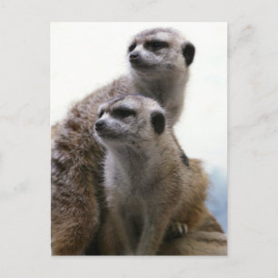 Postal de Meerkat Pair