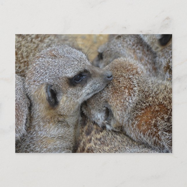 Postal de Meerkats (Anverso)