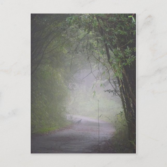 Postal de Mikado pheasant (Anverso)