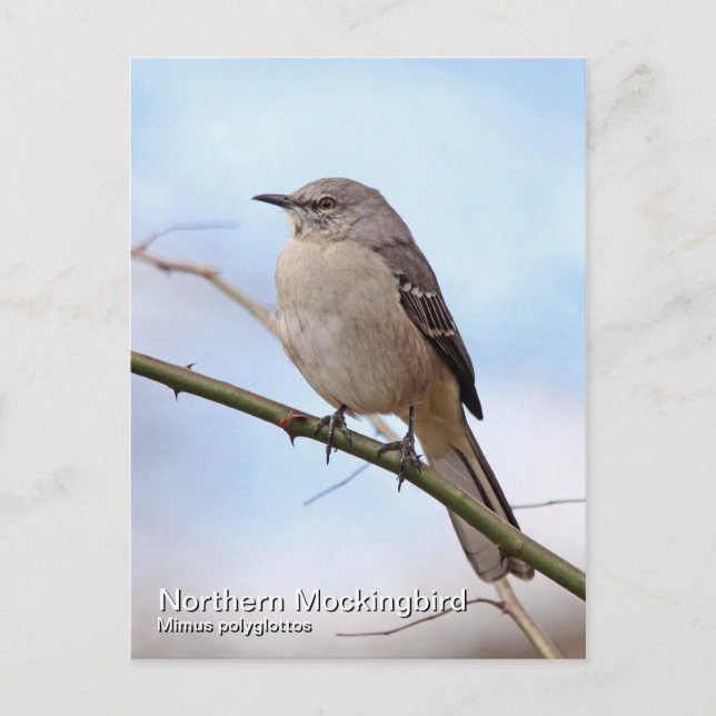 Postal de Mockingbird del norte (Anverso)
