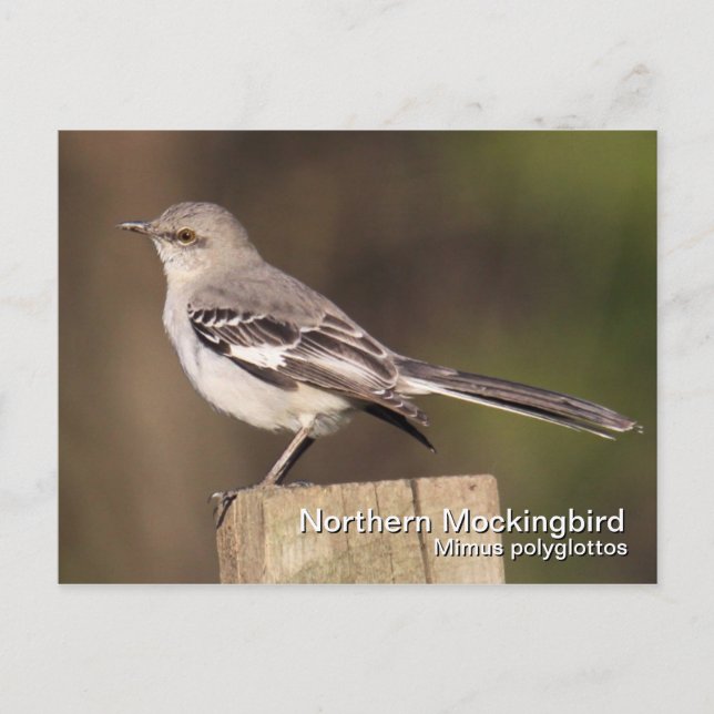 Postal de Mockingbird del norte (Anverso)