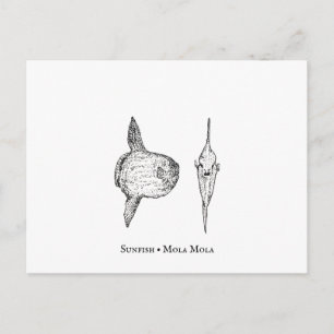 Postal de Mola Mola Sunfish