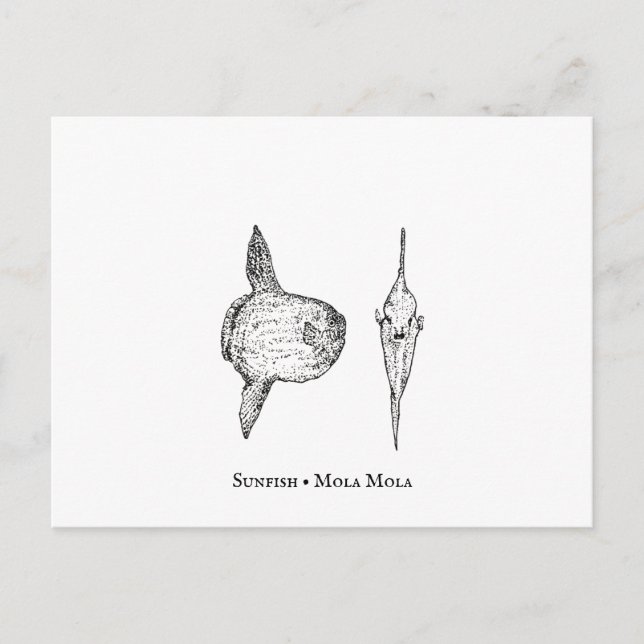 Postal de Mola Mola Sunfish (Anverso)
